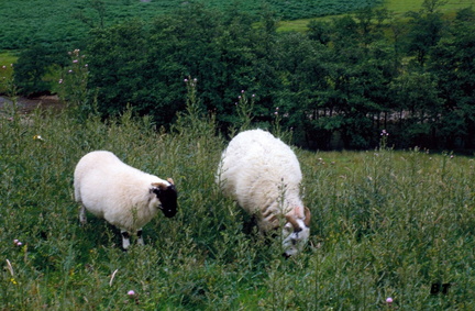 Ecosse0012