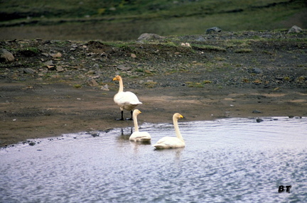 Iceland0053