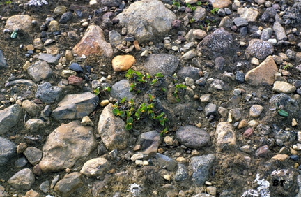 Iceland0058