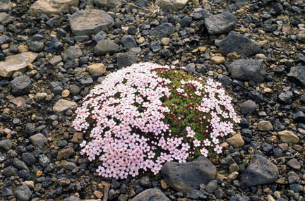 Iceland0059