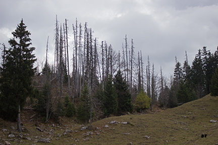 IMG 7433