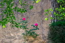 Au fil de la Lergue